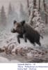 "26. Wildschwein im Winterwald" by Hans Jakob on art24