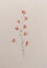 "silene dioica" de Tabi sur art24
