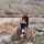 Fereshteh