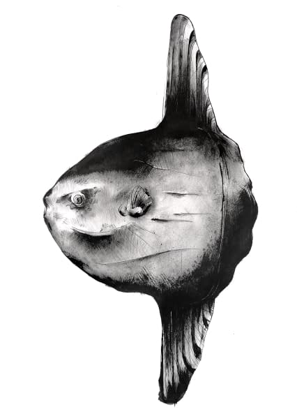 Photo 1 de l'œuvre "Molamola" par Rémy Sant sur art24
