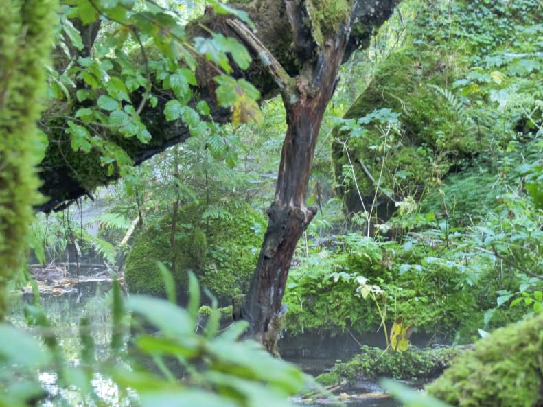 Image 1 of the artwork "Natur-Kraft" by Claudia Ingrid Salomon on art24