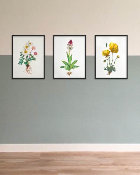 Image 1 of the artwork "Ranunculus Glaciali" by Clarissa P. Valaeys on art24