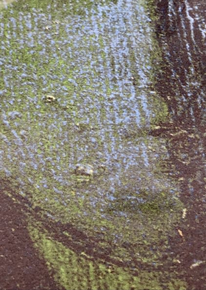 Image 1 of the artwork "Kék-Zöld Angyal (P) EA 1/1 / Blau-grüner Engel (P) EA 1/1" by János Aknay on art24
