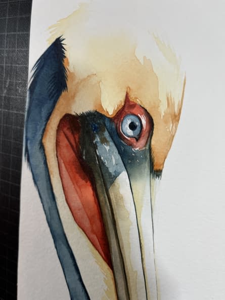 Photo 1 de l'œuvre "Brown pelican side" par Rémy Sant sur art24