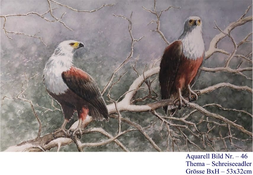 Image 1 of the artwork "46. Schreiseeadler" by Hans Jakob on art24