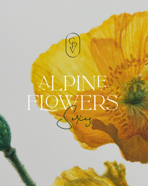 Image 1 of the artwork "Papaver Alpinum" by Clarissa P. Valaeys on art24