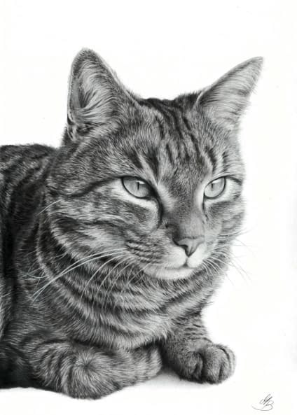 Image 1 of the artwork "Bleistiftzeichnung Katze" by MW Tierportraits on art24