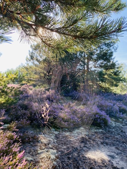Photo 1 de l'œuvre "Spinnengewebe in der Sonne am Blühenden Lavendel" par Sere sur art24