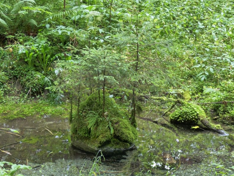 Image 1 of the artwork "Natur-Kraft" by Claudia Ingrid Salomon on art24