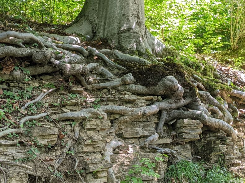 Foto 1 des Kunstwerks "Die Natur..." von HamingjaDesWaldes auf art24