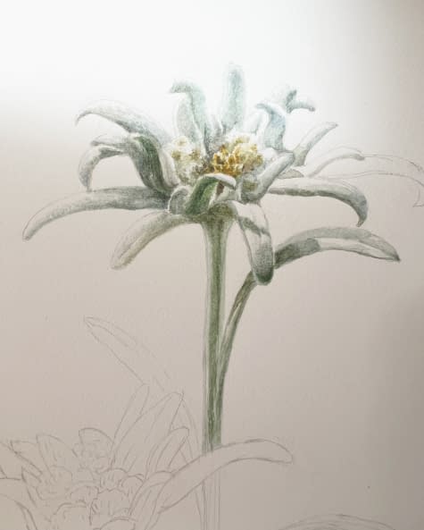 Photo 1 de l'œuvre "Edelweiss" par Clarissa P. Valaeys sur art24
