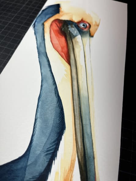 Photo 1 de l'œuvre "Brown pelican side" par Rémy Sant sur art24