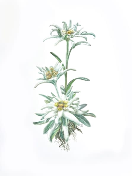 Photo 1 de l'œuvre "Edelweiss" par Clarissa P. Valaeys sur art24