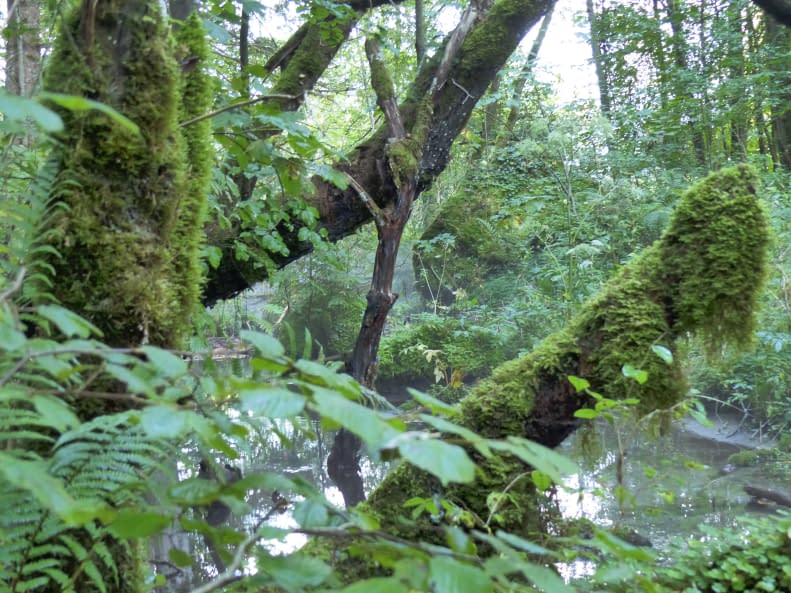Image 1 of the artwork "Natur-Kraft" by Claudia Ingrid Salomon on art24