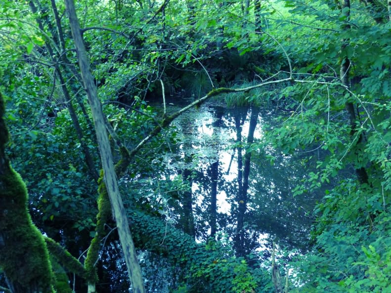 Image 1 of the artwork "Natur-Kraft" by Claudia Ingrid Salomon on art24