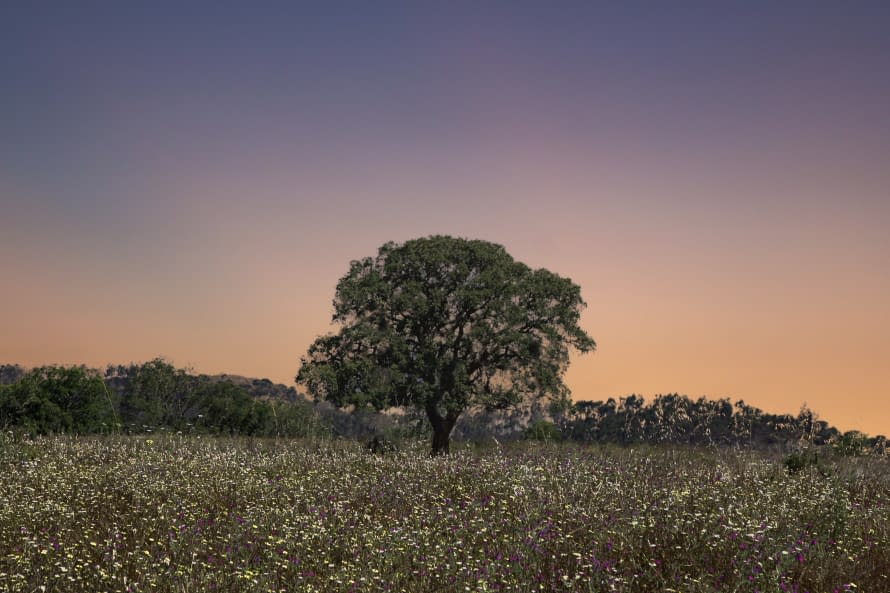 Photo 1 de l'œuvre "The Tree" par Christoffer Evers sur art24