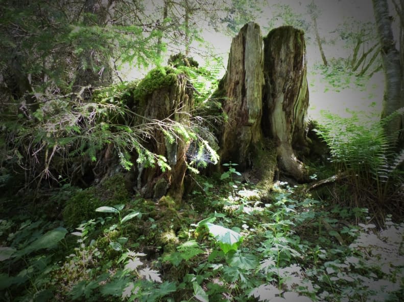 Image 1 of the artwork "Natur-Kraft" by Claudia Ingrid Salomon on art24