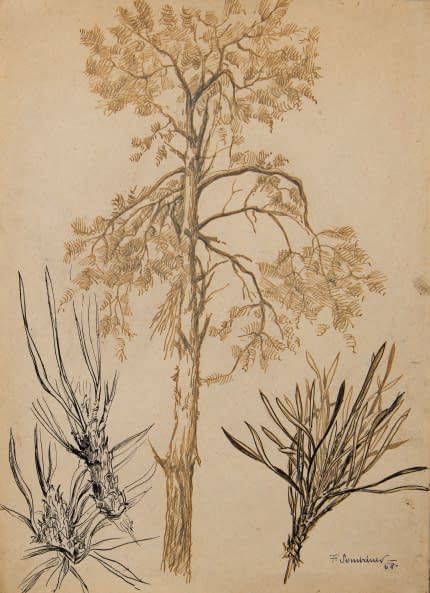Foto 1 des Kunstwerks "Studie Nadelbaum" von František Sembdner auf art24