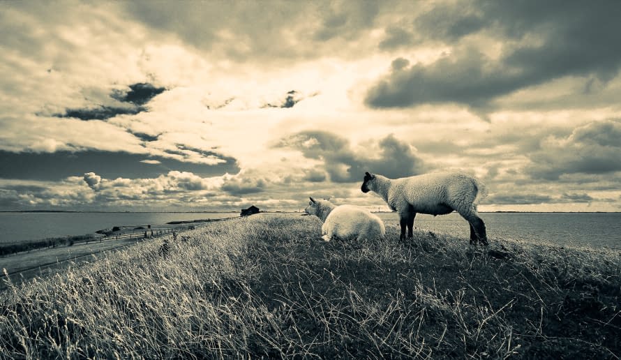 Foto 1 des Kunstwerks "Sheepocalypse now" von e-c-k-art auf art24