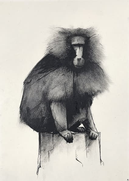 Photo 1 de l'œuvre "Gelada 2" par Rémy Sant sur art24