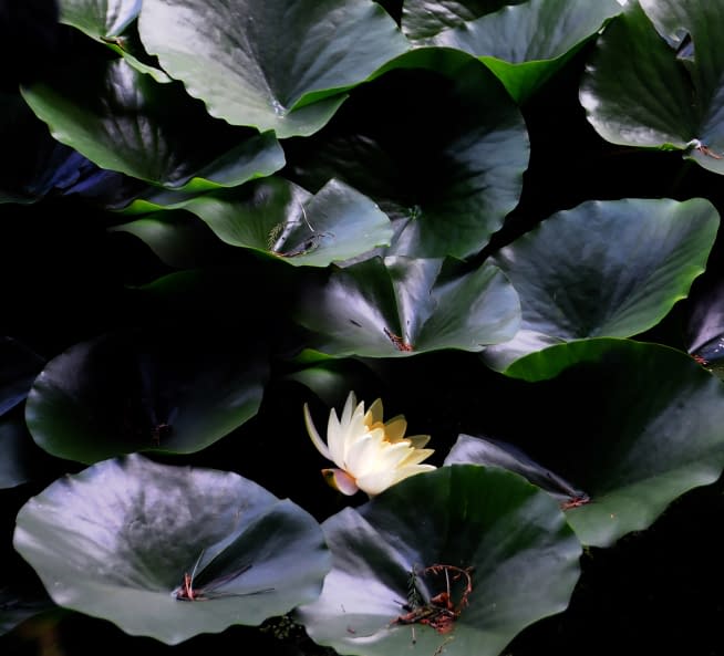 Foto 1 des Kunstwerks "Lillywater" von Sonia auf art24