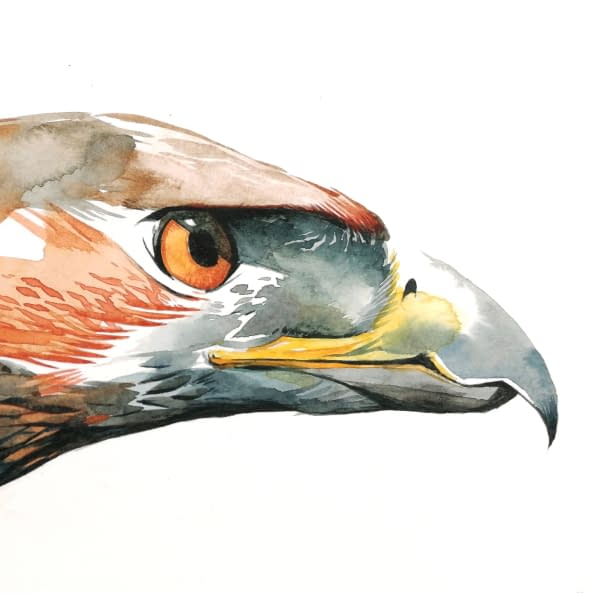 Foto 1 des Kunstwerks "Ferruginous hawk side" von Rémy Sant auf art24