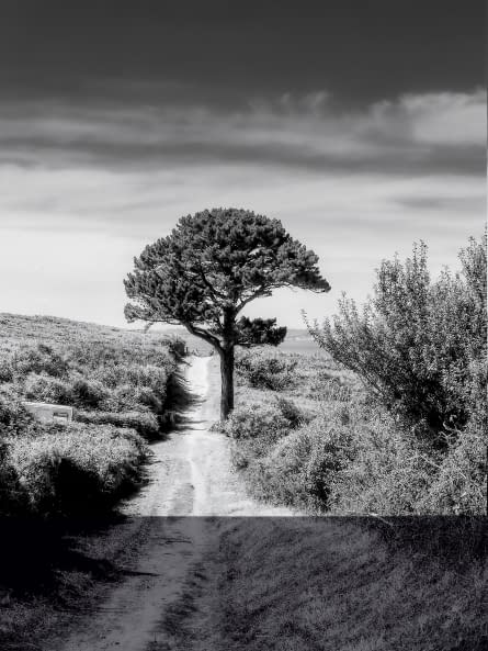 Image 1 of the artwork "Portrait d'un vieil arbre solitaire , France" by Sylvain Blanchoud on art24