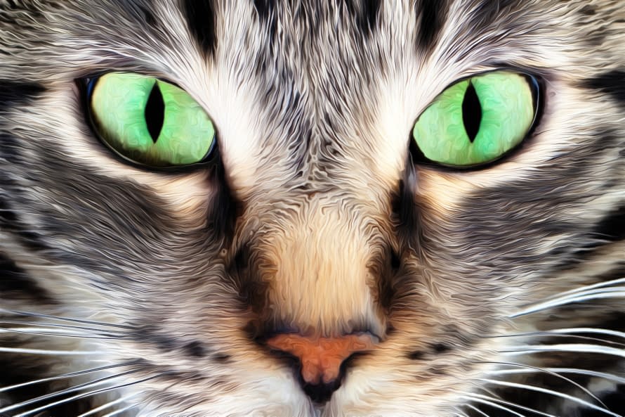 Image 1 of the artwork "Katze VII" by Joe Amberg on art24