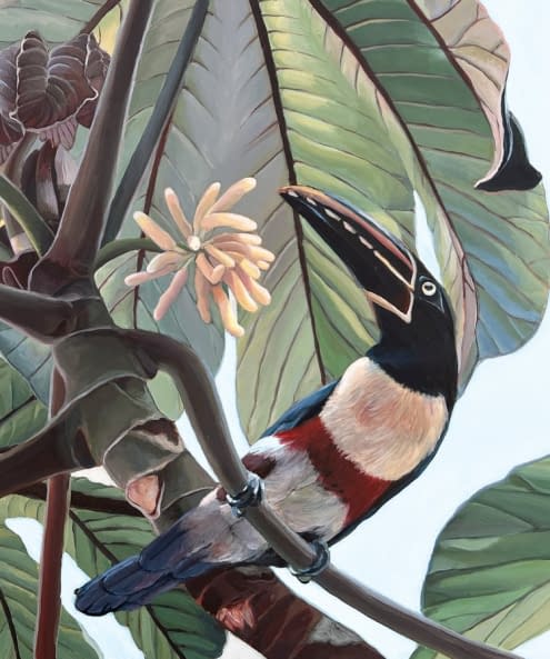Image 1 of the artwork "Aracari toucans on a cecropia tree" by Clarissa P. Valaeys on art24