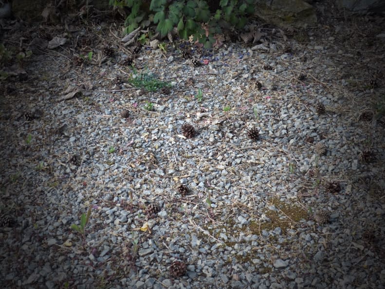 Image 1 of the artwork "Natur-Kraft" by Claudia Ingrid Salomon on art24