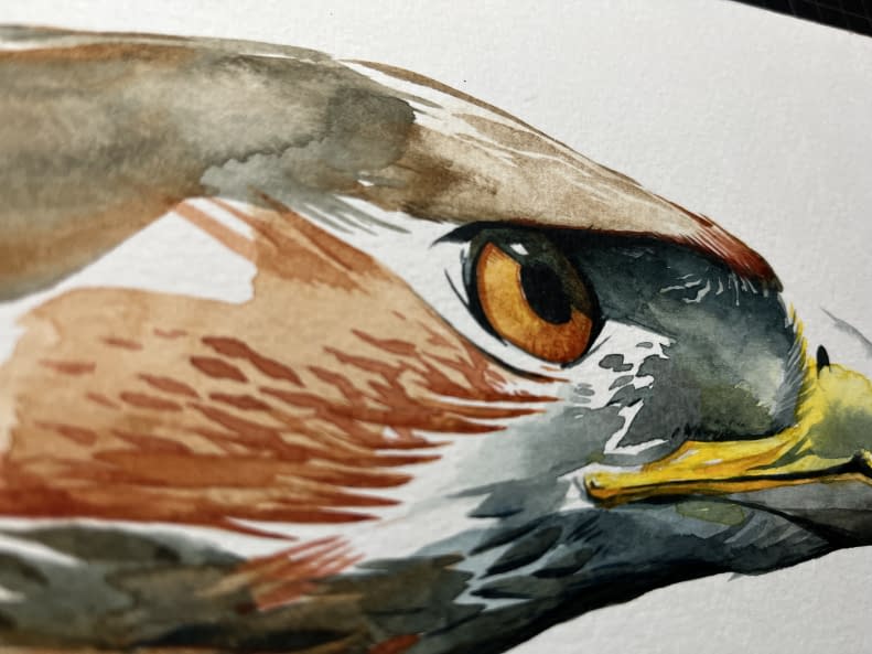 Foto 1 des Kunstwerks "Ferruginous hawk side" von Rémy Sant auf art24