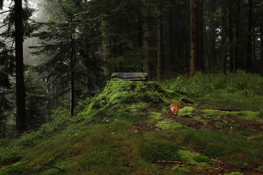 Image 1 of the artwork "Waldstimmung" by Edi Angelellis Fotos on art24