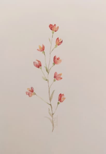 Image 1 of the artwork "silene dioica" by Tabi on art24