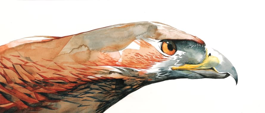 Foto 1 des Kunstwerks "Ferruginous hawk side" von Rémy Sant auf art24