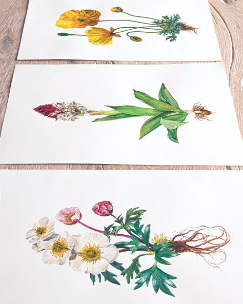Image 1 of the artwork "Ranunculus Glaciali" by Clarissa P. Valaeys on art24