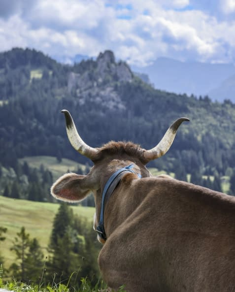 Foto 1 des Kunstwerks "Kuh im grünen" von Edi Angelellis Fotos auf art24