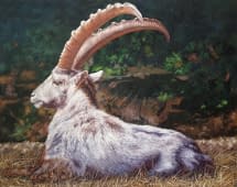 "Capricorn" by Reza on art24