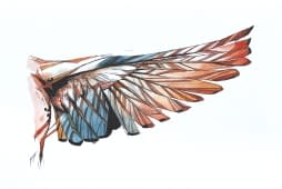 "house sparrow wing" de Rémy Sant sur art24