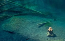 "Blausee" by Sonia on art24