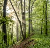 "FRESH GREEN" by Martin Mägli on art24