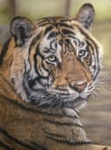"Soul of the Wild" by MW Tierportraits on art24