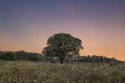 "The Tree" by Christoffer Evers on art24