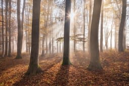 "WALDTRAUM" by Martin Mägli on art24