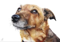 "Buntstiftzeichnung Jack Russel Terrier" by MW Tierportraits on art24
