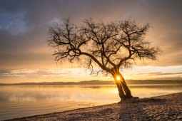 "LONE TREE" by Martin Mägli on art24
