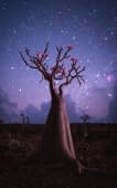 "Bottle Tree" von Benjamin Barakat auf art24