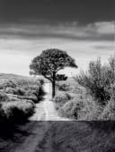 "Portrait d'un vieil arbre solitaire , France" by Sylvain Blanchoud on art24