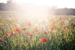 "Spring" by Christoffer Evers on art24