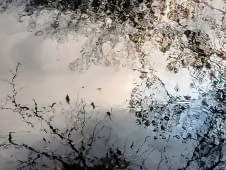 "November" de Renata Srebro sur art24