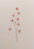 "silene dioica" by Tabi on art24